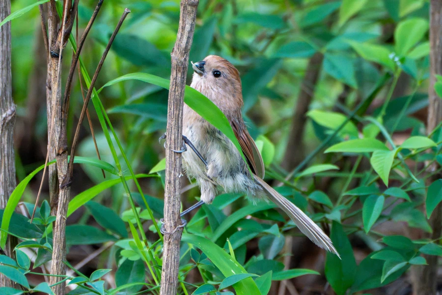 (스압) 한꺼번에 드랍~ 25년도 3분기 탐조_48.webp
