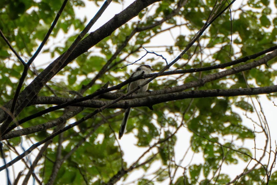 (스압) 한꺼번에 드랍~ 25년도 3분기 탐조_51.webp