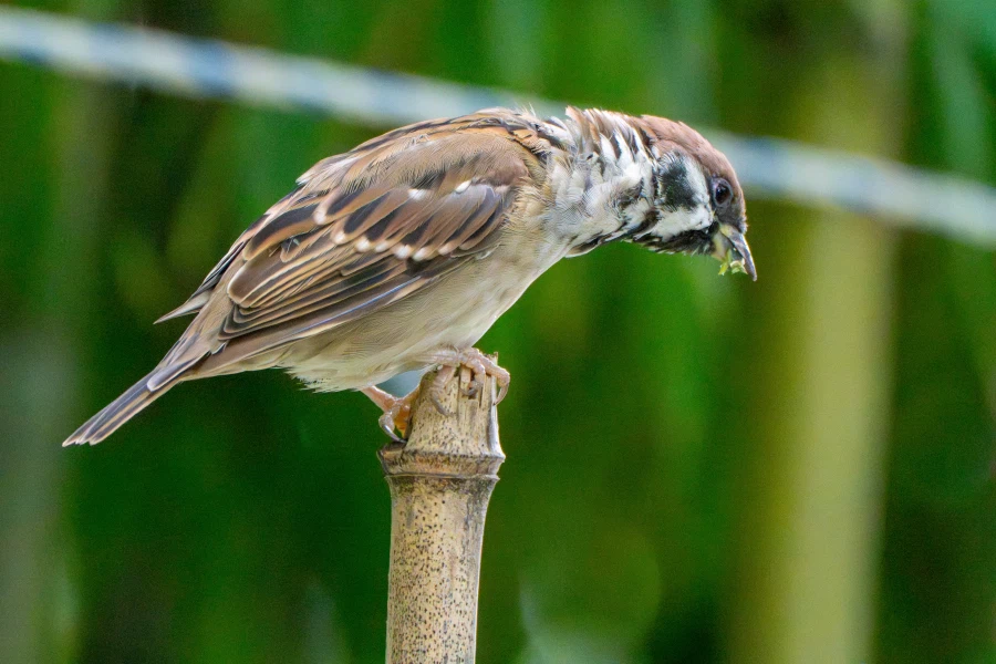 (스압) 한꺼번에 드랍~ 25년도 3분기 탐조_50.webp