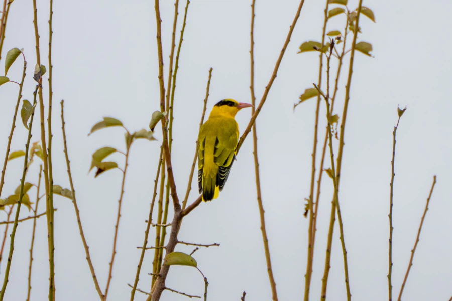 (스압) 한꺼번에 드랍~ 25년도 3분기 탐조_62.webp