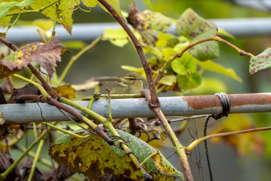 (스압) 한꺼번에 드랍~ 25년도 3분기 탐조_63.webp