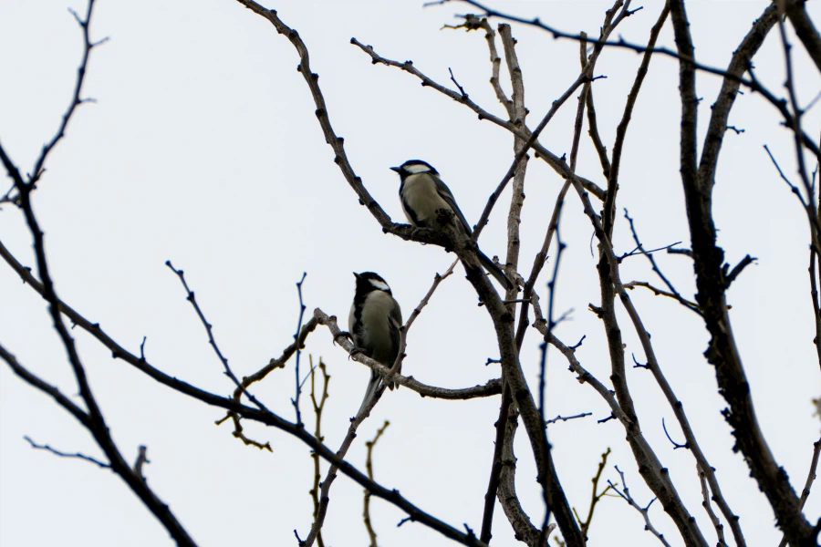 (스압) 한꺼번에 드랍~ 25년도 3분기 탐조_64.webp