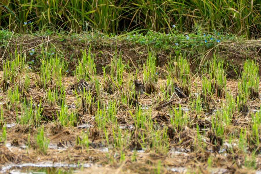 (스압) 한꺼번에 드랍~ 25년도 3분기 탐조_71.webp