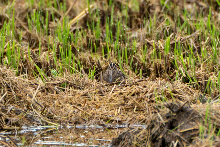 (스압) 한꺼번에 드랍~ 25년도 3분기 탐조_72.webp