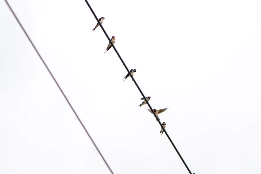 (스압) 한꺼번에 드랍~ 25년도 3분기 탐조_81.webp