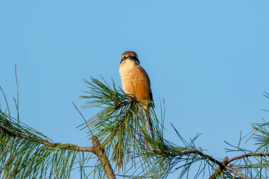 (스압) 한꺼번에 드랍~ 25년도 3분기 탐조_83.webp