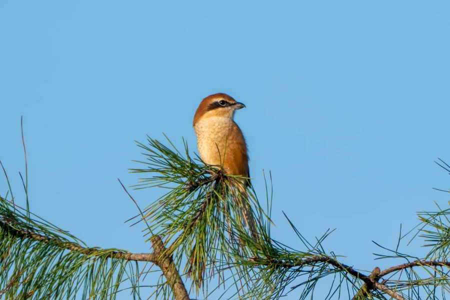 (스압) 한꺼번에 드랍~ 25년도 3분기 탐조_84.webp