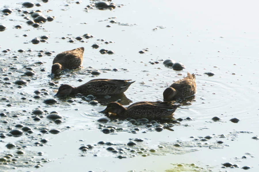 (스압) 한꺼번에 드랍~ 25년도 3분기 탐조_85.webp