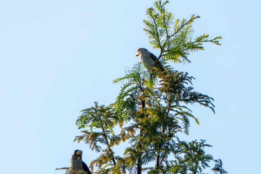 (스압) 한꺼번에 드랍~ 25년도 3분기 탐조_86.webp