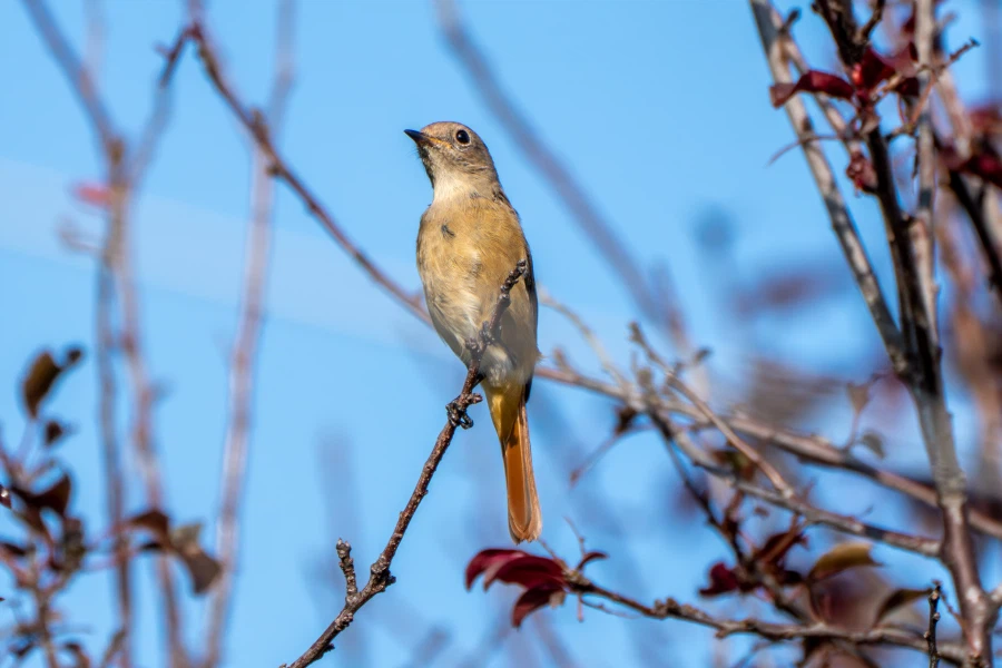 (스압) 한꺼번에 드랍~ 25년도 3분기 탐조_88.webp