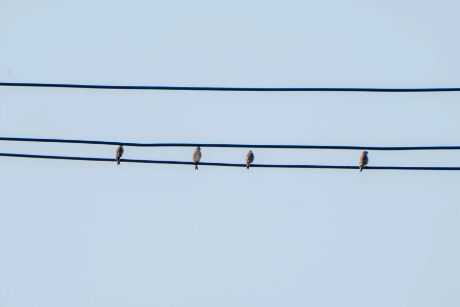 (스압) 한꺼번에 드랍~ 25년도 3분기 탐조_89.webp