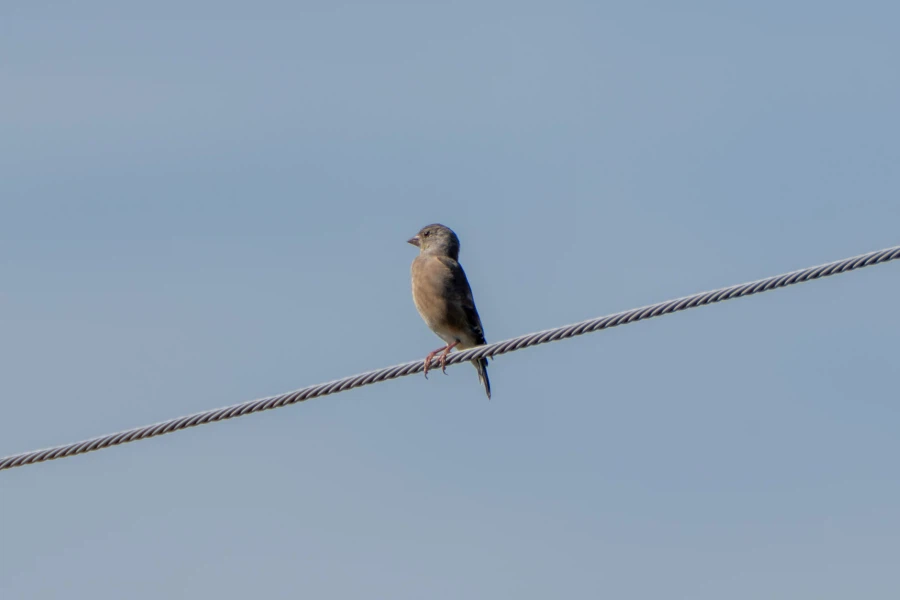 (스압) 한꺼번에 드랍~ 25년도 3분기 탐조_90.webp