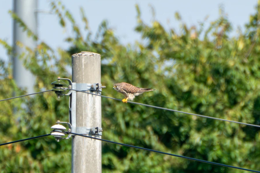 (스압) 한꺼번에 드랍~ 25년도 3분기 탐조_92.webp