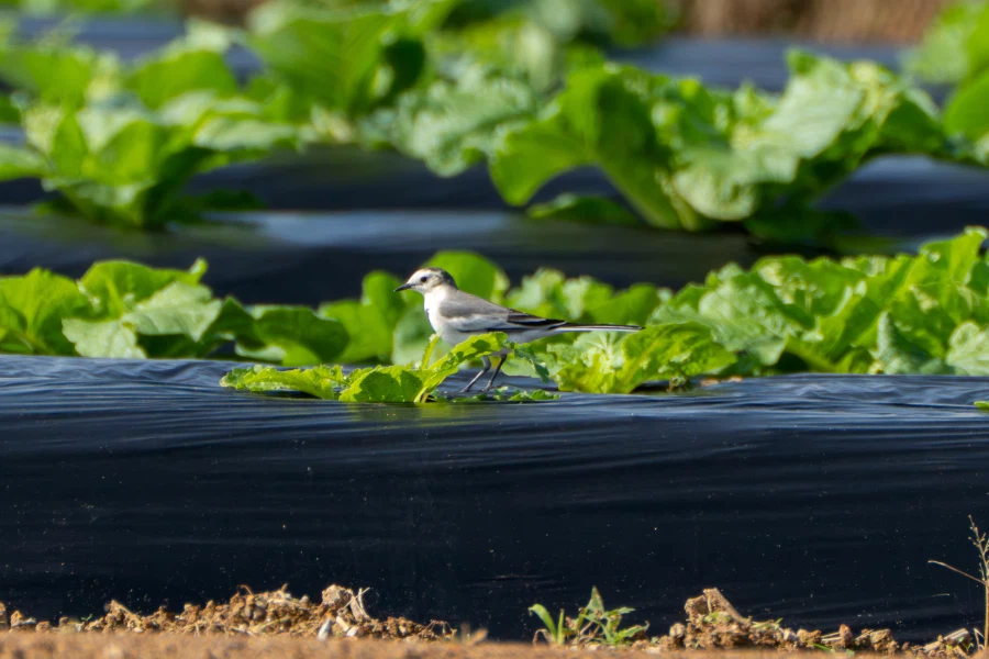 (스압) 한꺼번에 드랍~ 25년도 3분기 탐조_93.webp