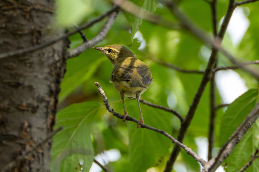 (스압) 한꺼번에 드랍~ 25년도 3분기 탐조_96.webp