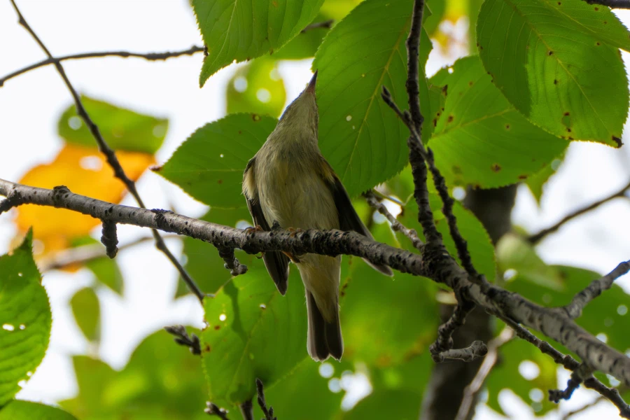 (스압) 한꺼번에 드랍~ 25년도 3분기 탐조_97.webp