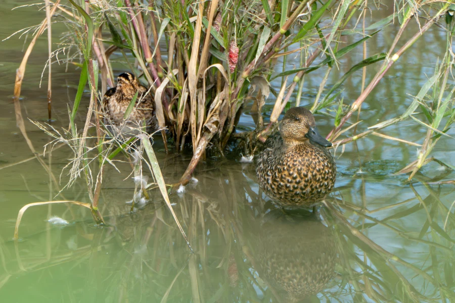 (스압) 한꺼번에 드랍~ 25년도 3분기 탐조_98.webp