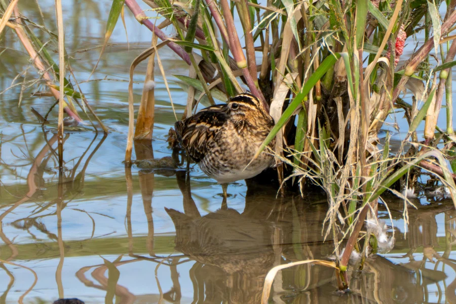 (스압) 한꺼번에 드랍~ 25년도 3분기 탐조_99.webp
