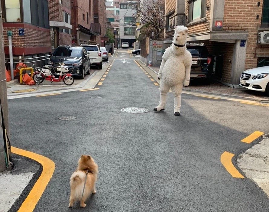 쓰래드에서 퍼 온 사진 알파카_1.webp