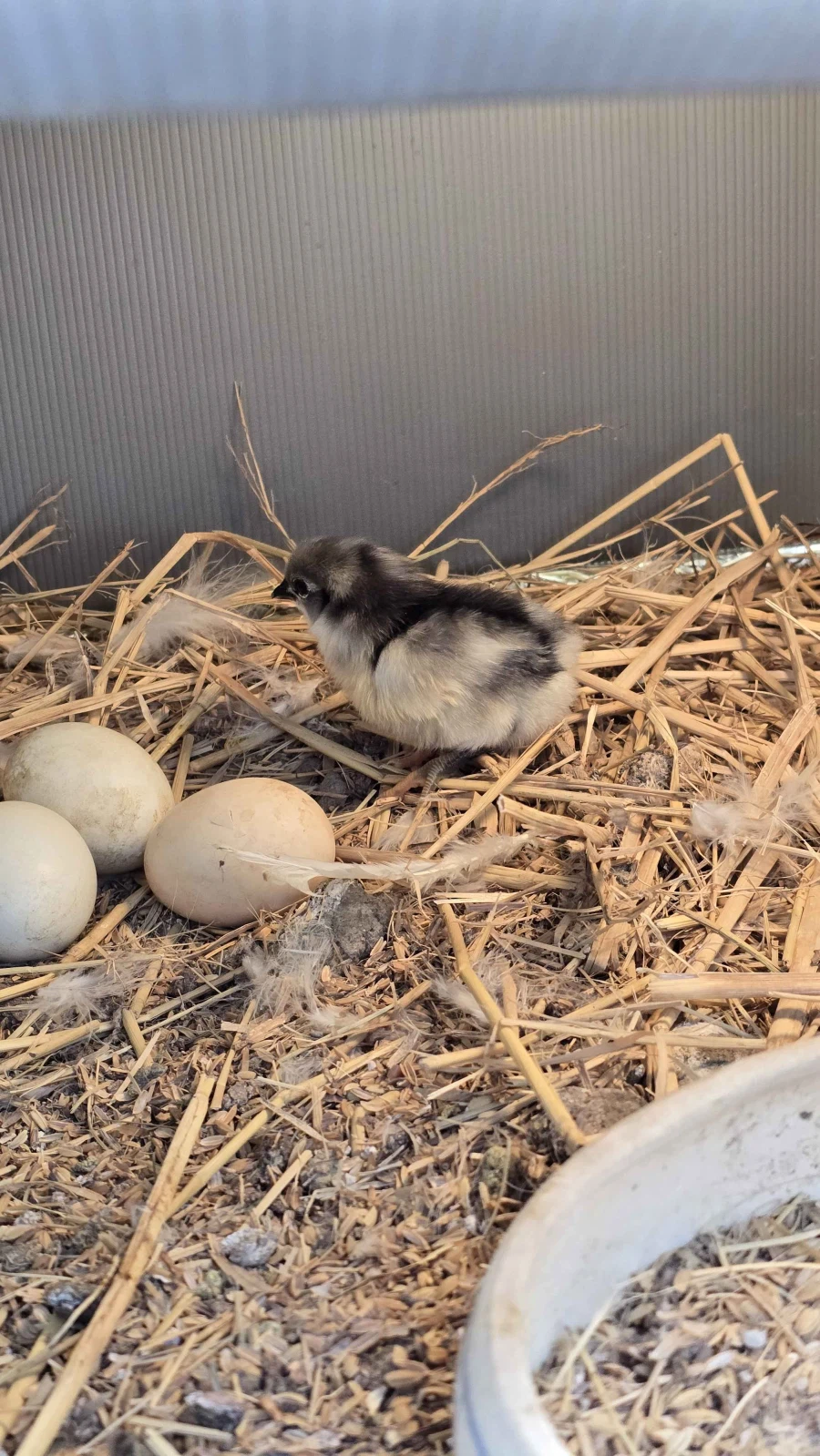 아직 뽀송뽀송한 병아리 올리기_2.webp