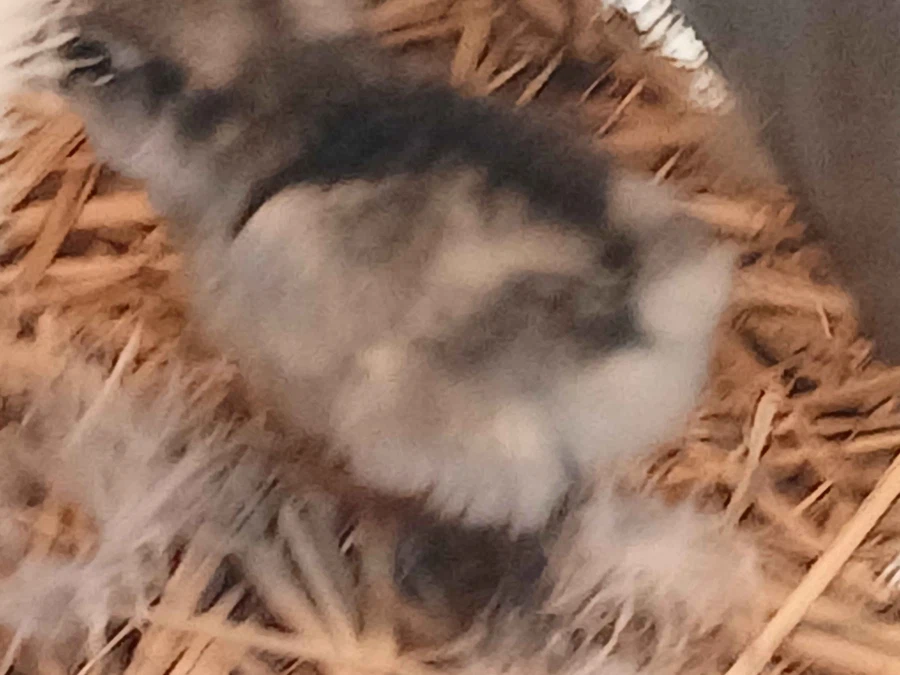 아직 뽀송뽀송한 병아리 올리기_4.webp