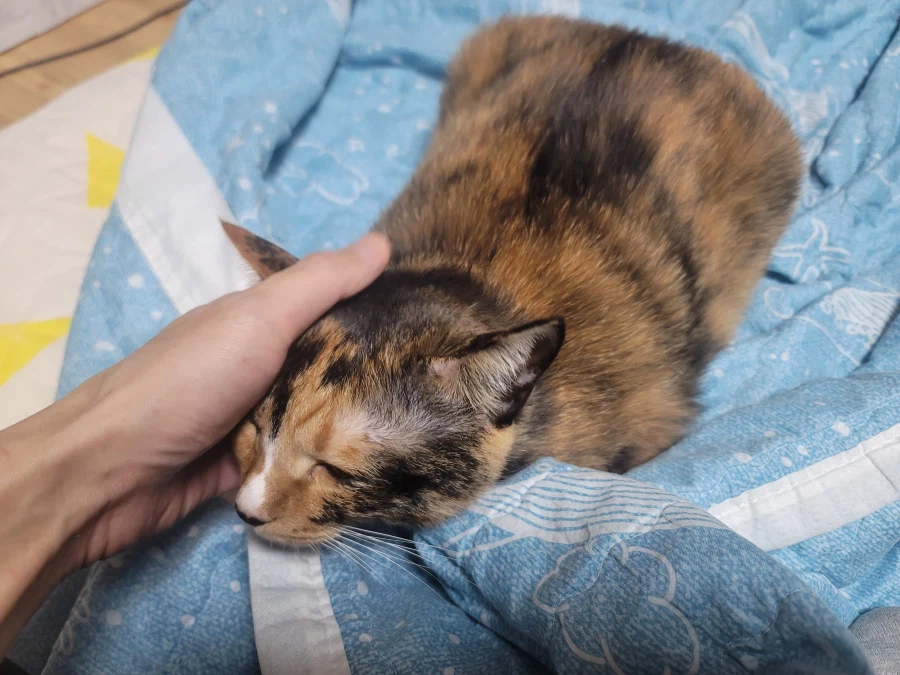 추탭갈) 라면으로 며칠간 끼니 버티는 중인 백수유게이_5.webp