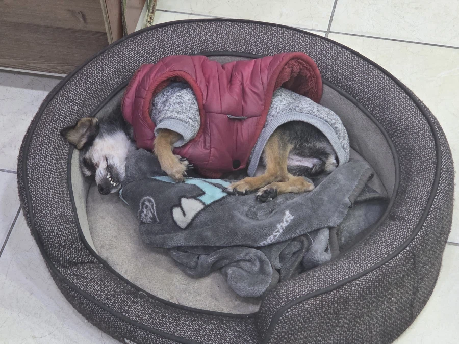 댕댕이) 왜!이러는걸까요?_1.webp