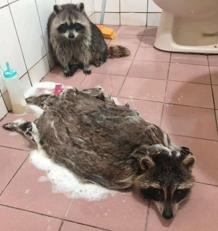 오늘 저혈당 쇼크 온 일화.humor_3.webp