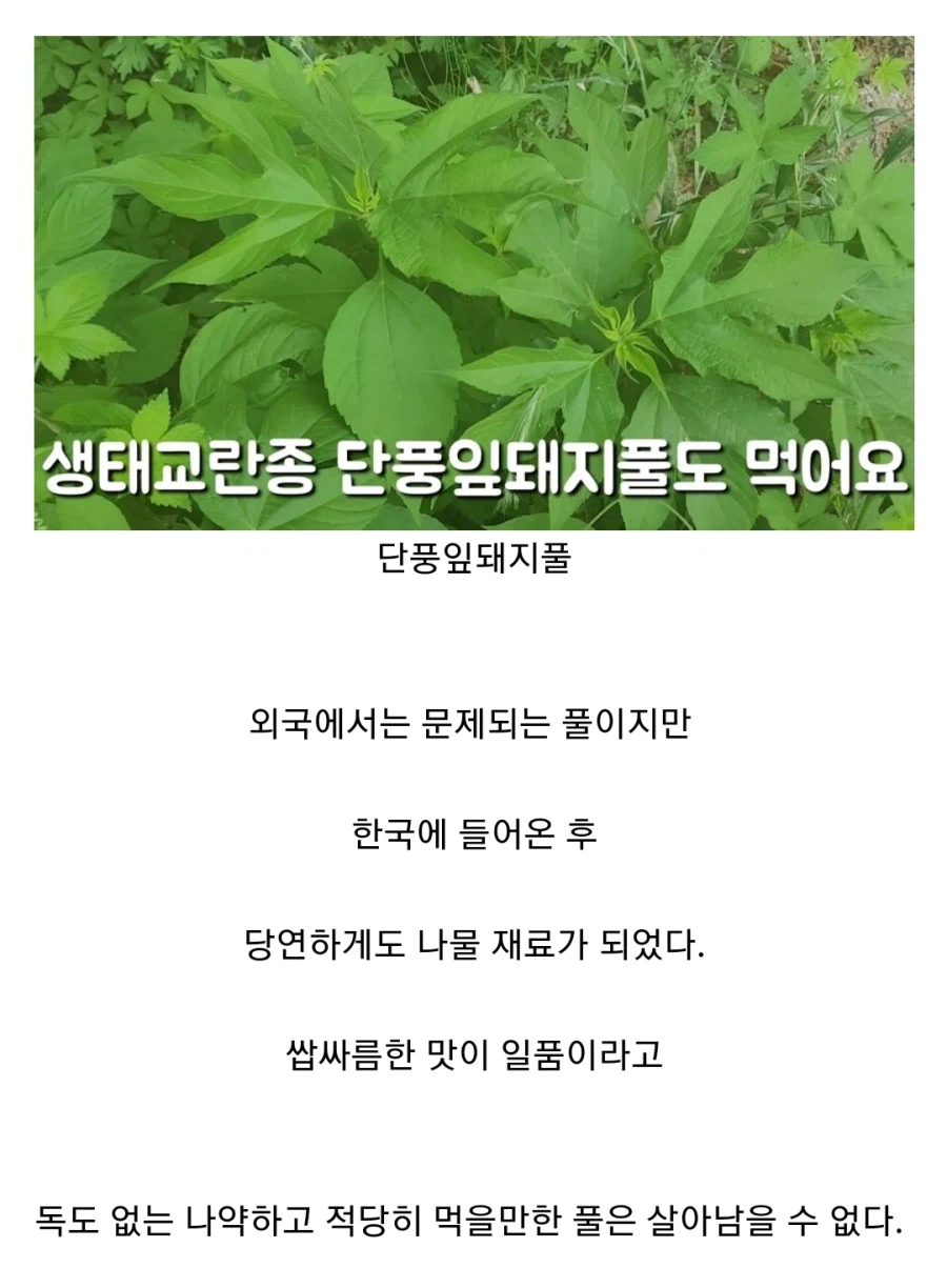 천박하게 말하기 1등 디씨인_1.webp