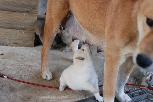 나도 엄마개한테 이쁨받고싶다_2.webp