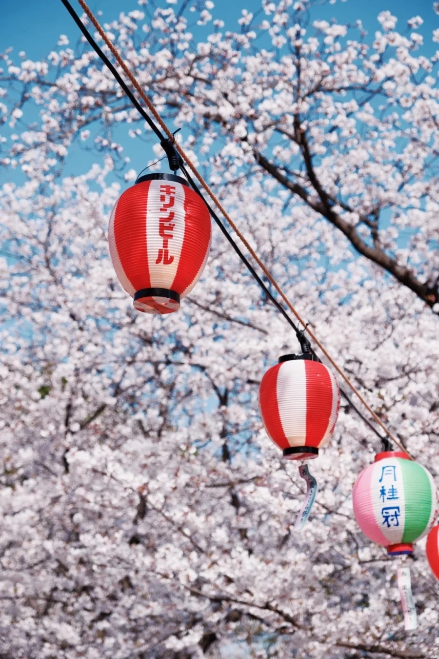 [요모] 큐슈 벚꽃여행 4일 116만원부터 #스기노이 #봄한정_1.webp