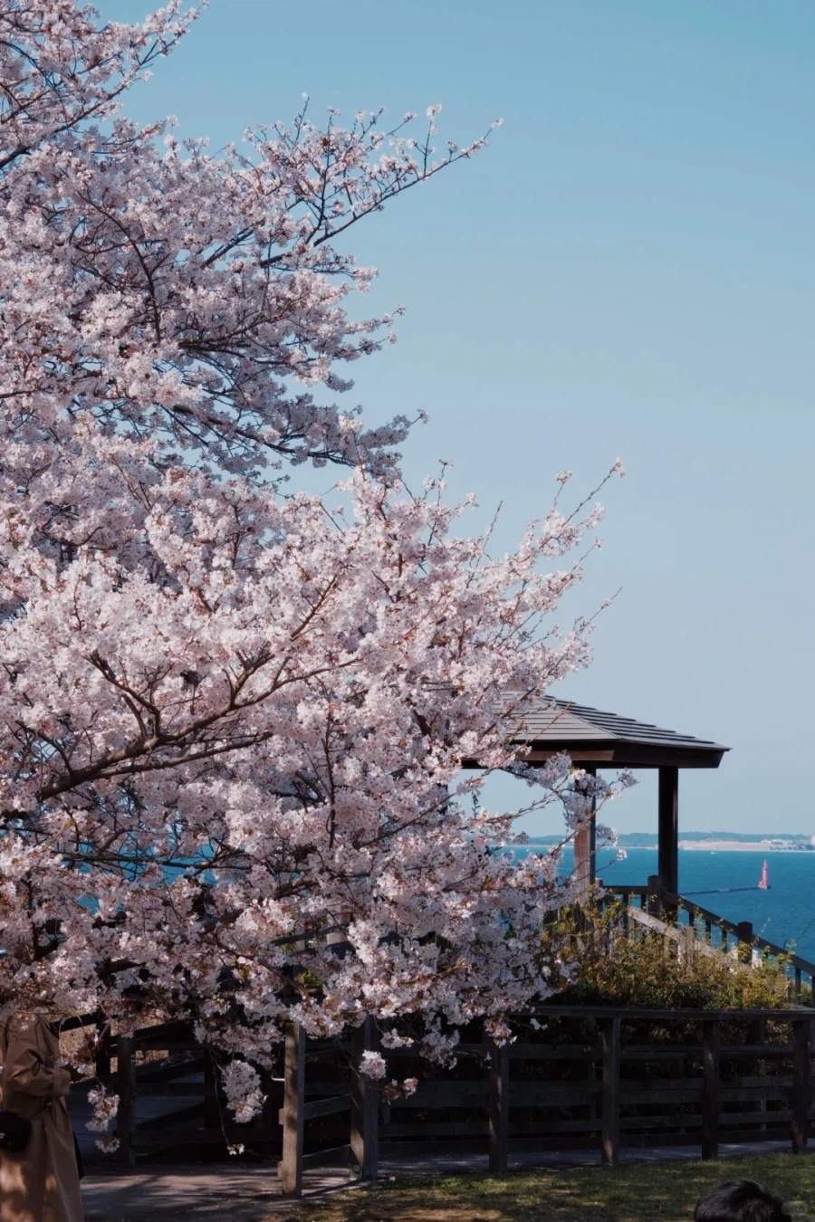 [요모] 큐슈 벚꽃여행 4일 116만원부터 #스기노이 #봄한정_3.webp