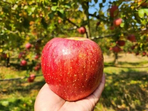 한국인들의 췌장을 위협하는 당 섭취 1위_2.webp