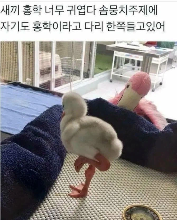 새끼홍학 보고가_1.webp