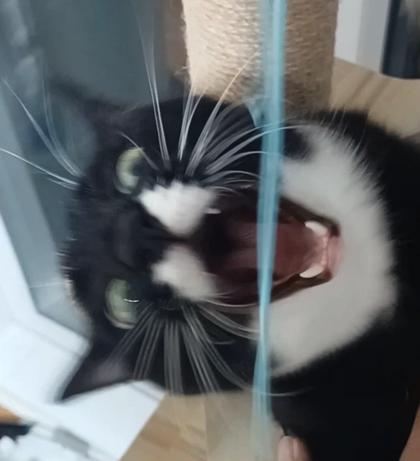 우리 집 막내 고우앵이 온지 1년 됐네_4.webp