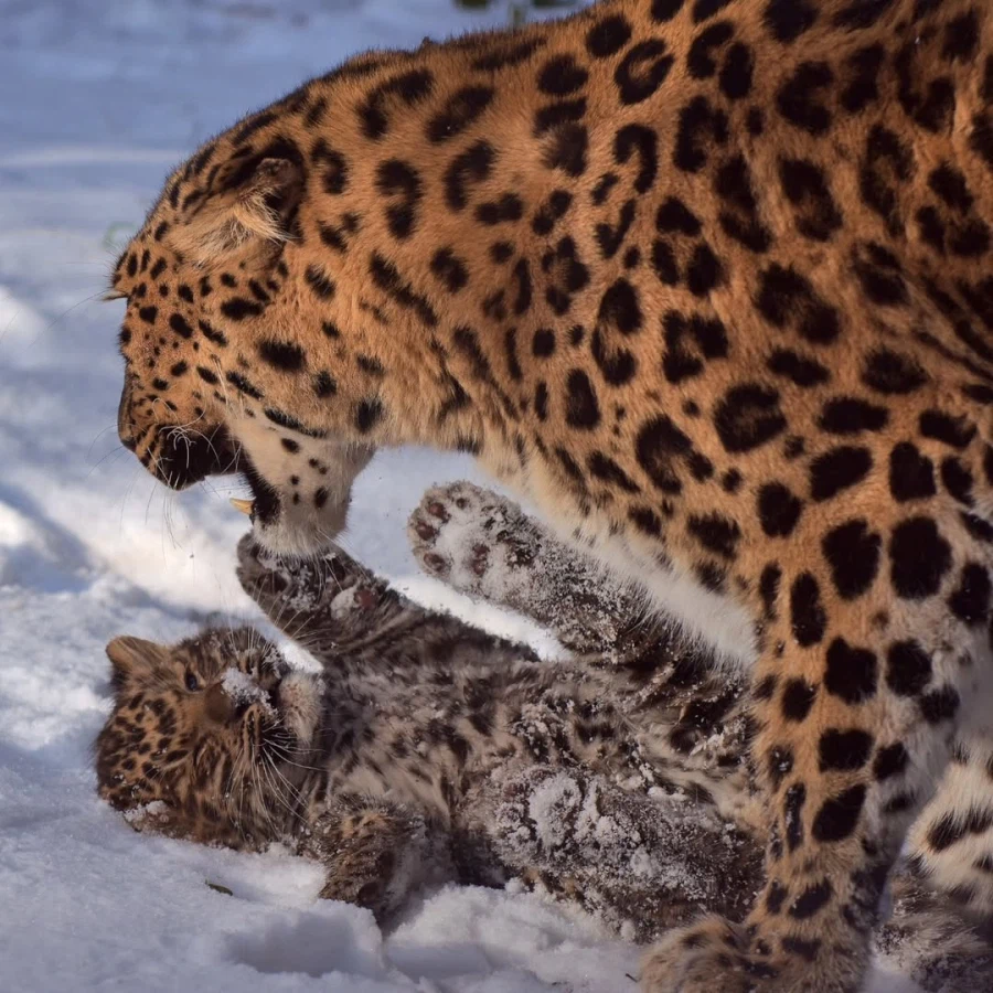 새끼 표범_1.webp