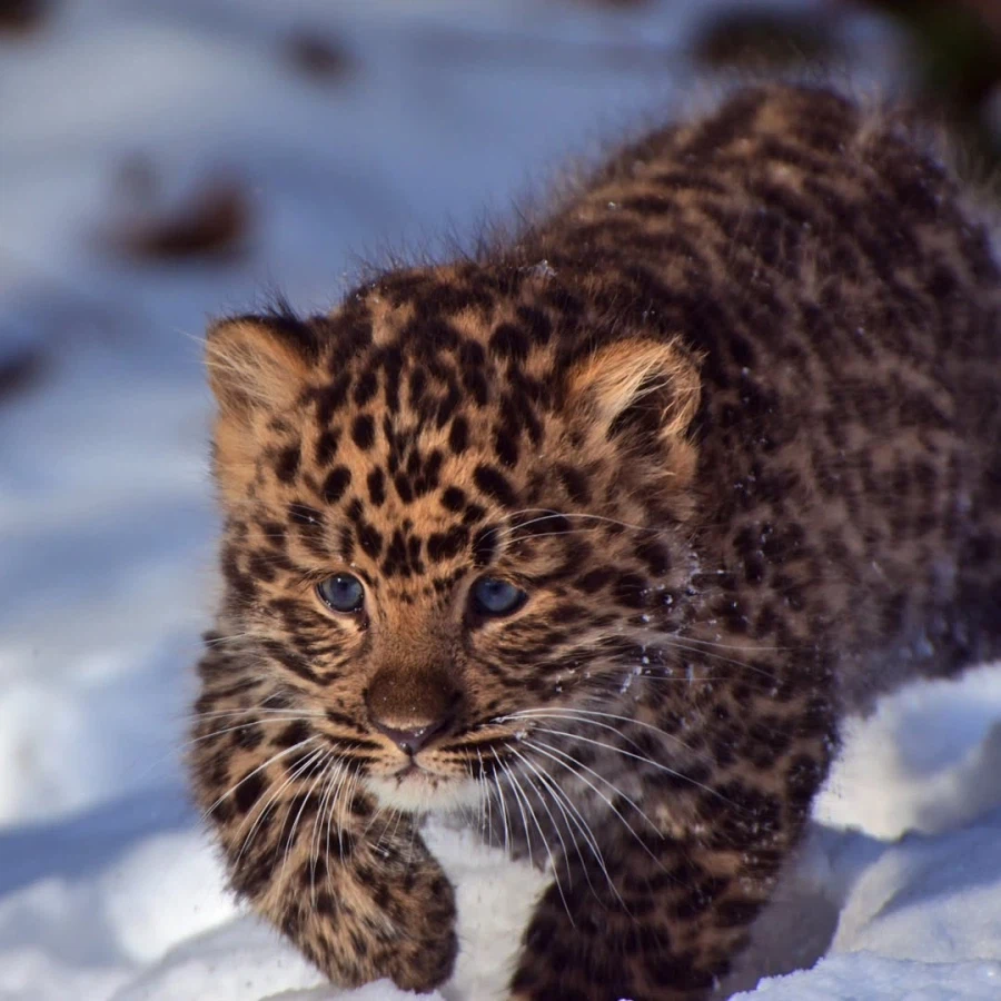 새끼 표범_2.webp