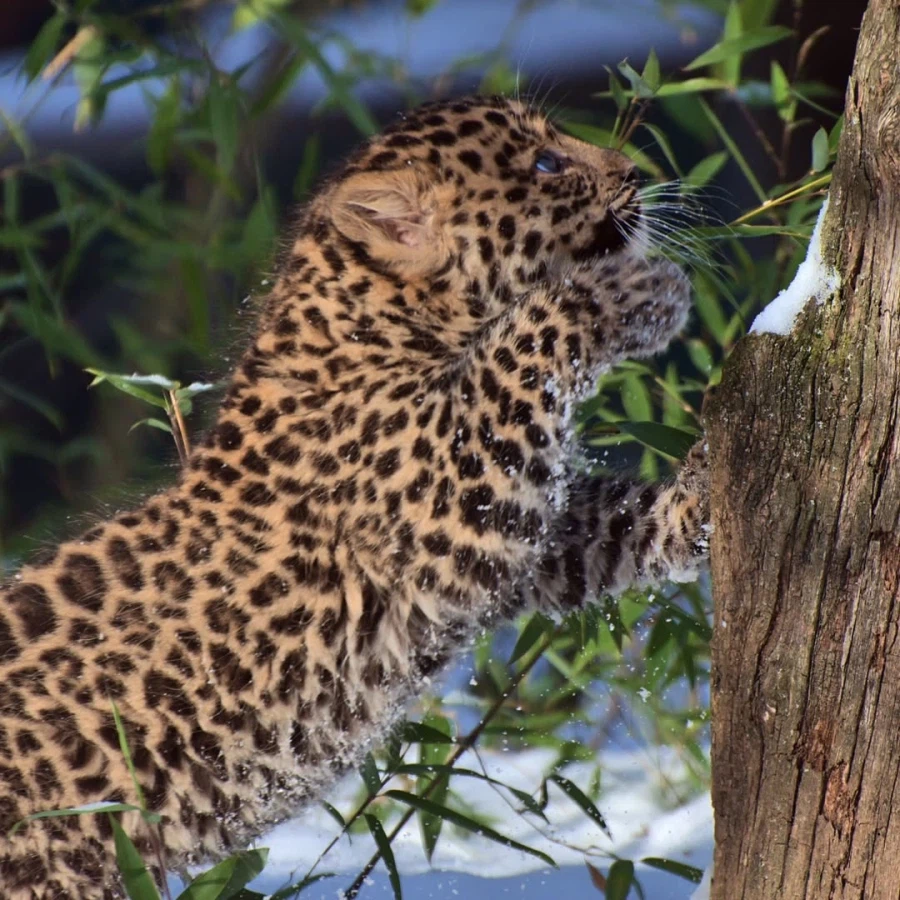 새끼 표범_4.webp