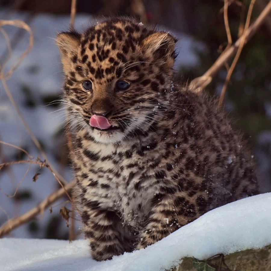 새끼 표범_8.webp