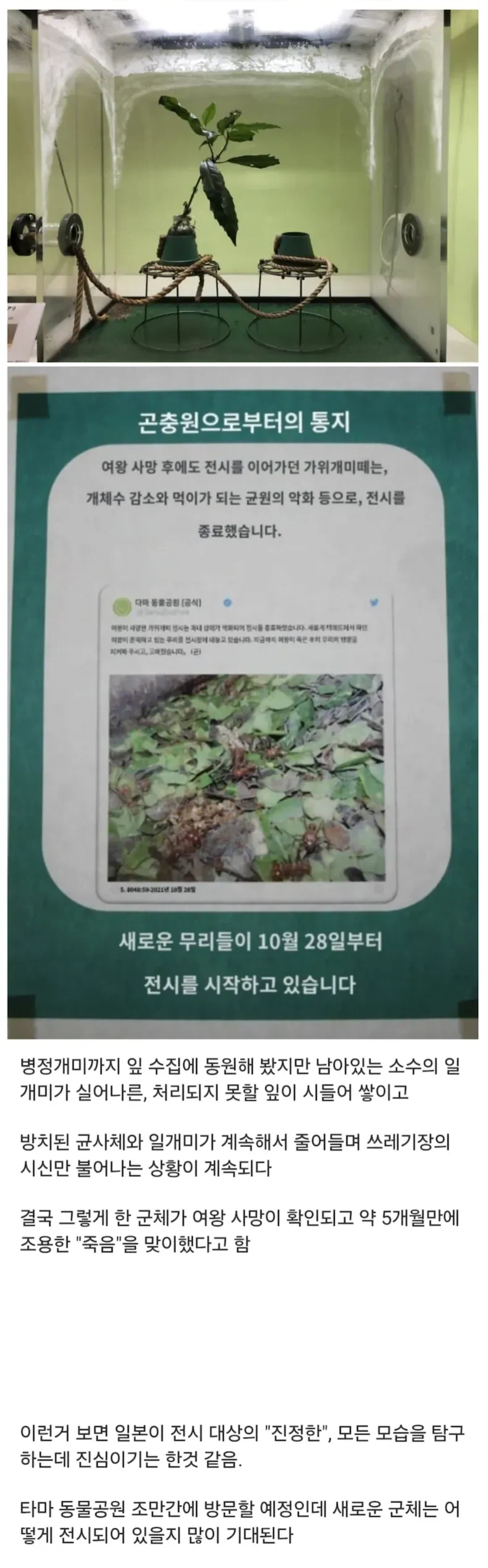 개미 무리의 죽음을 전시한 일본 동물원.jpg_2.webp