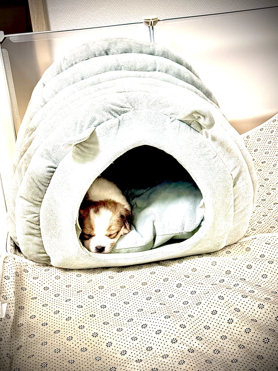 내 생에 처음으로 강아지를 키운다…!_4.webp