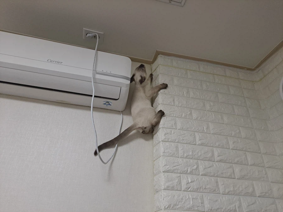 아기 고양이는 정말 에너지가 넘친다..._1.webp