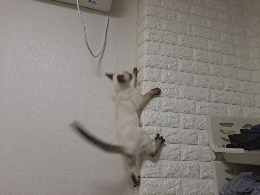 아기 고양이는 정말 에너지가 넘친다..._2.webp