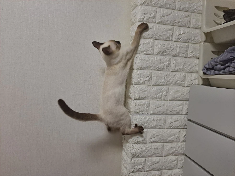 아기 고양이는 정말 에너지가 넘친다..._3.webp