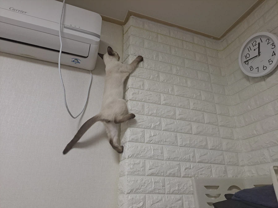 아기 고양이는 정말 에너지가 넘친다..._8.webp