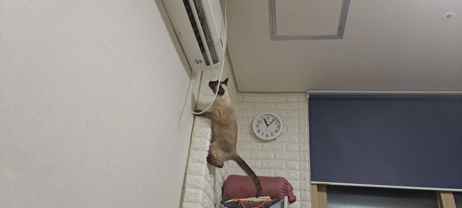 아기 고양이는 정말 에너지가 넘친다..._10.webp