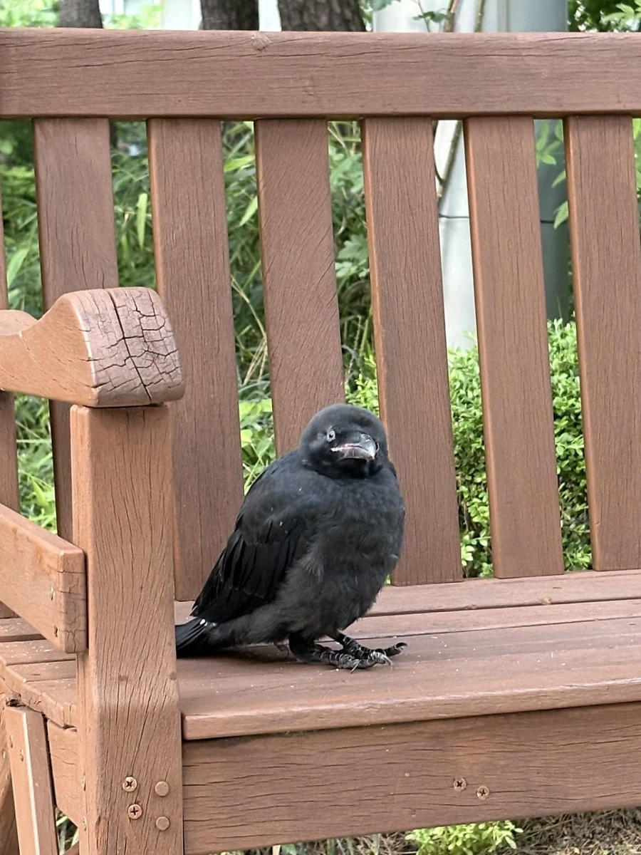 이 까마귀가 벤치에서 멍하니 있던 이유_2.webp