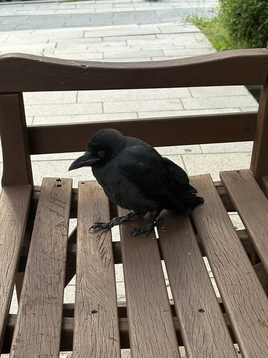 이 까마귀가 벤치에서 멍하니 있던 이유_3.webp