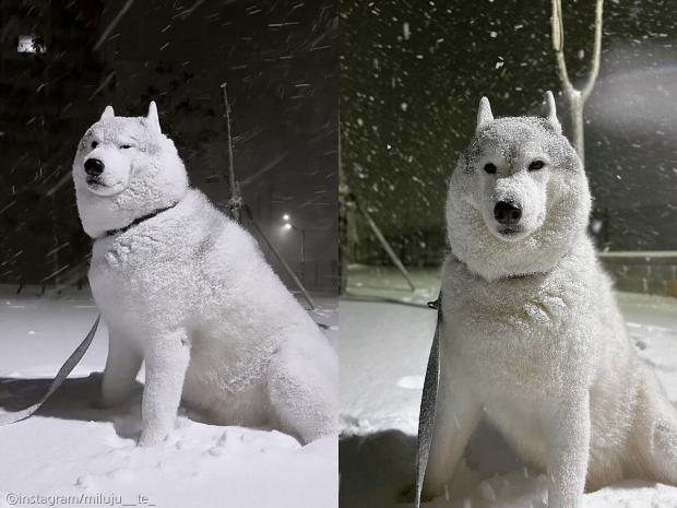 겨울에 자주 일어난다는 동물학대 신고_1.jpg