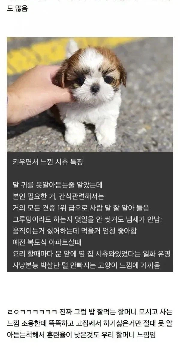 시츄 키울때 특징_1.webp